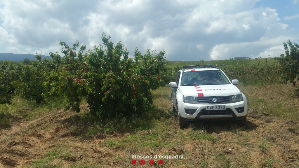 Cotxe de Policia fent vigilància en zones de recollida de fruita
