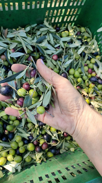 Caixa amb olives acabades de recollir