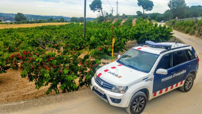 Cotxe mossos d'esquadra en un camí rural