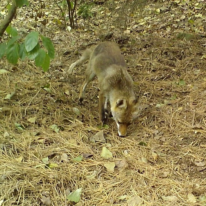 El Grup Capreolus capta imatges de diferents mamífers carnívors presents als boscos d'Olesa